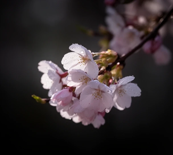 Cherry blossom branch